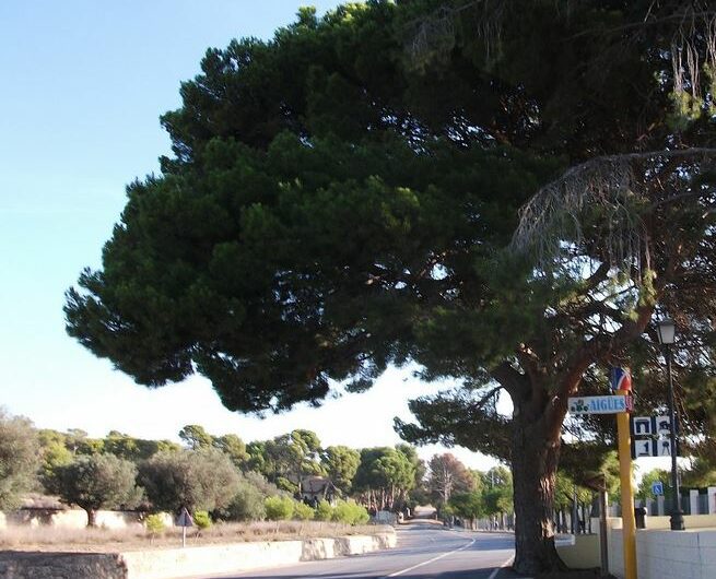 El pino Manolo en Aigües