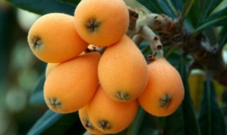 receta de arroz con nisperos